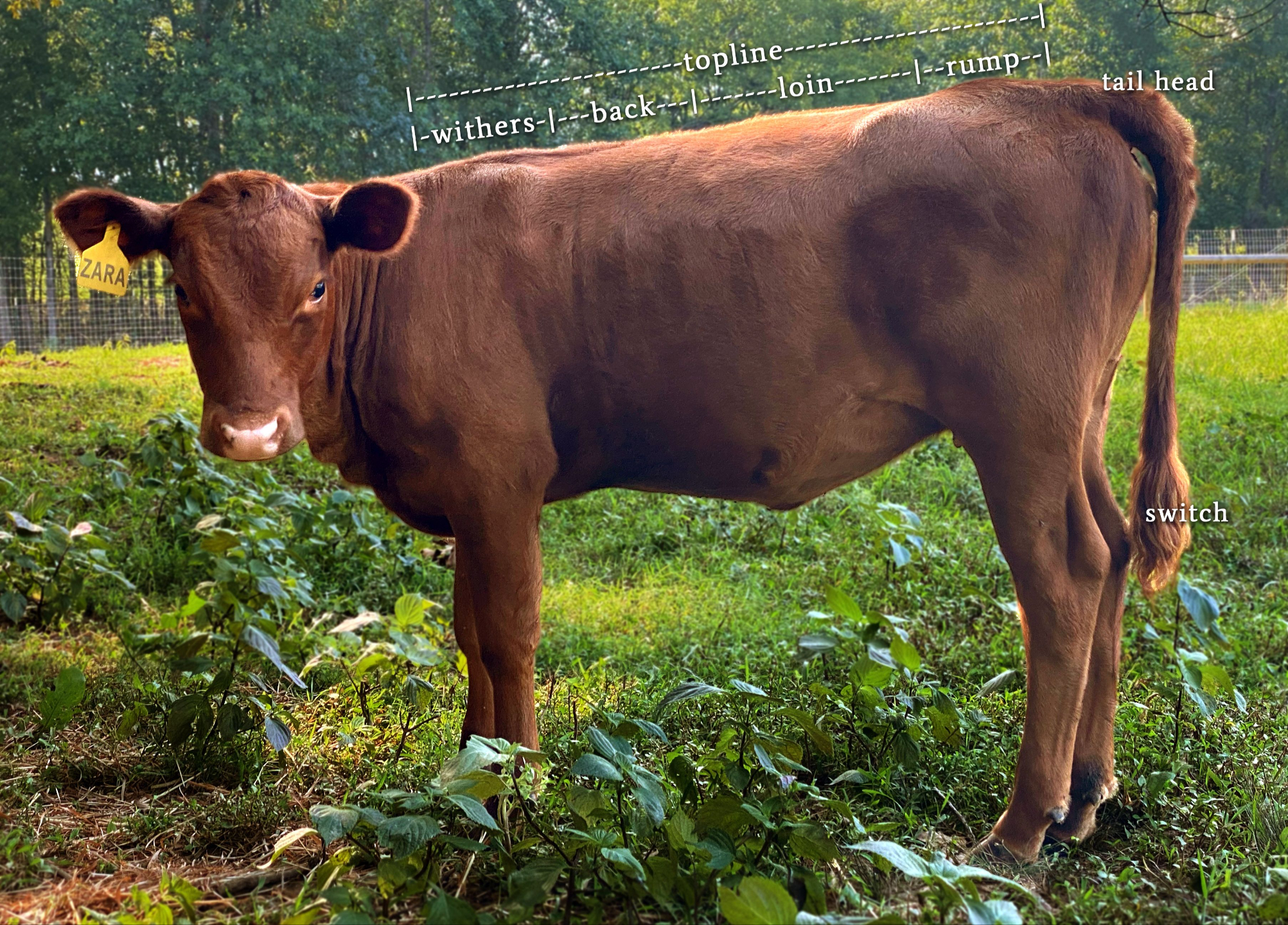 Dexter heifer calf topline during growth phase showing uneven rear height but correct structure