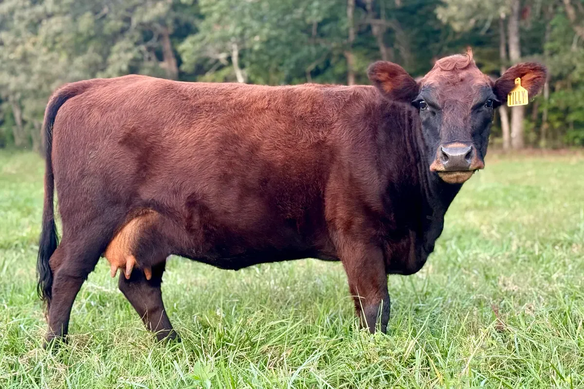 Tilly, a red Dexter milk cow from Mountain Heritage Farm, standing on pasture with a full udder and alert stance.