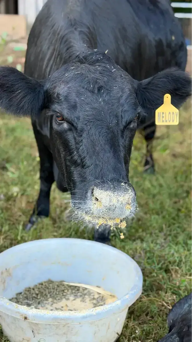 Dexter nurse cow eating supplemental feed at Mountain Heritage Farm.