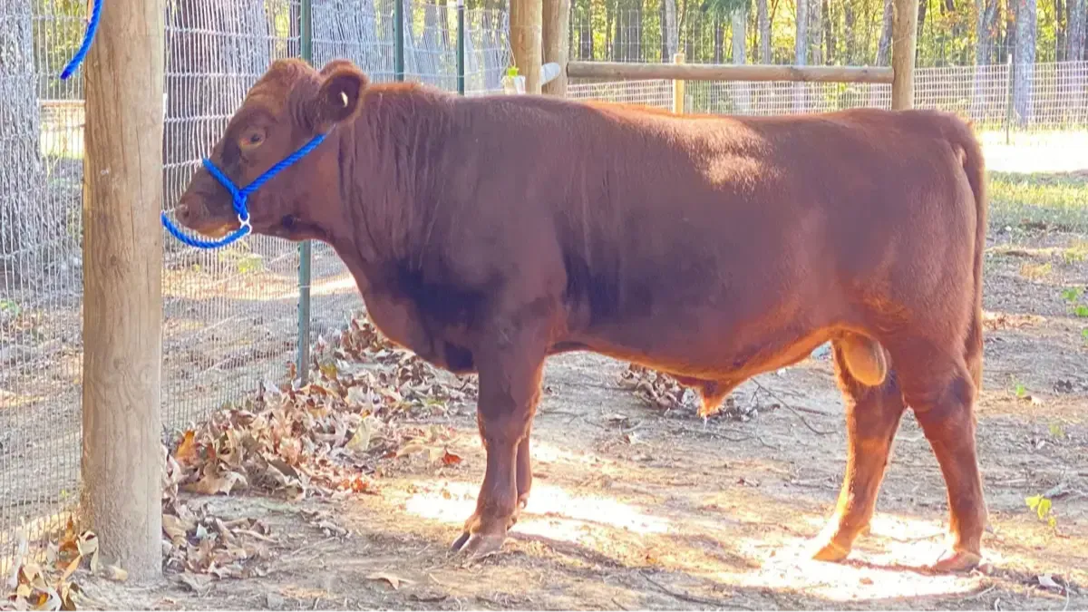 Young red Dexter being halter-trained at Mountain Heritage Farm — consistent handling builds safe, approachable family cows.