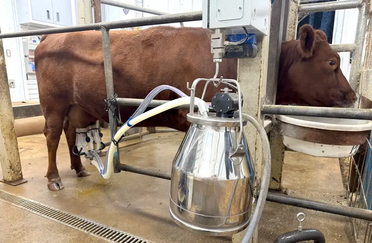 Dexter cow calmly standing in a stanchion while being milked with a stainless steel bucket milker at Mountain Heritage Farm.
