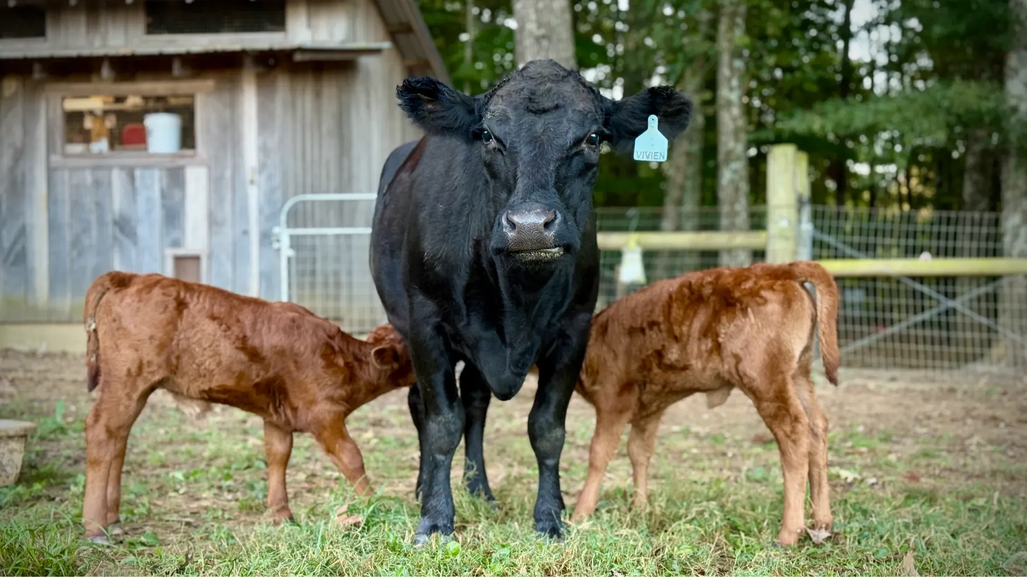 Dexter dairy cow standing calmly with two calves in pasture at Mountain Heritage Farm, representing herd health and long-term stewardship.