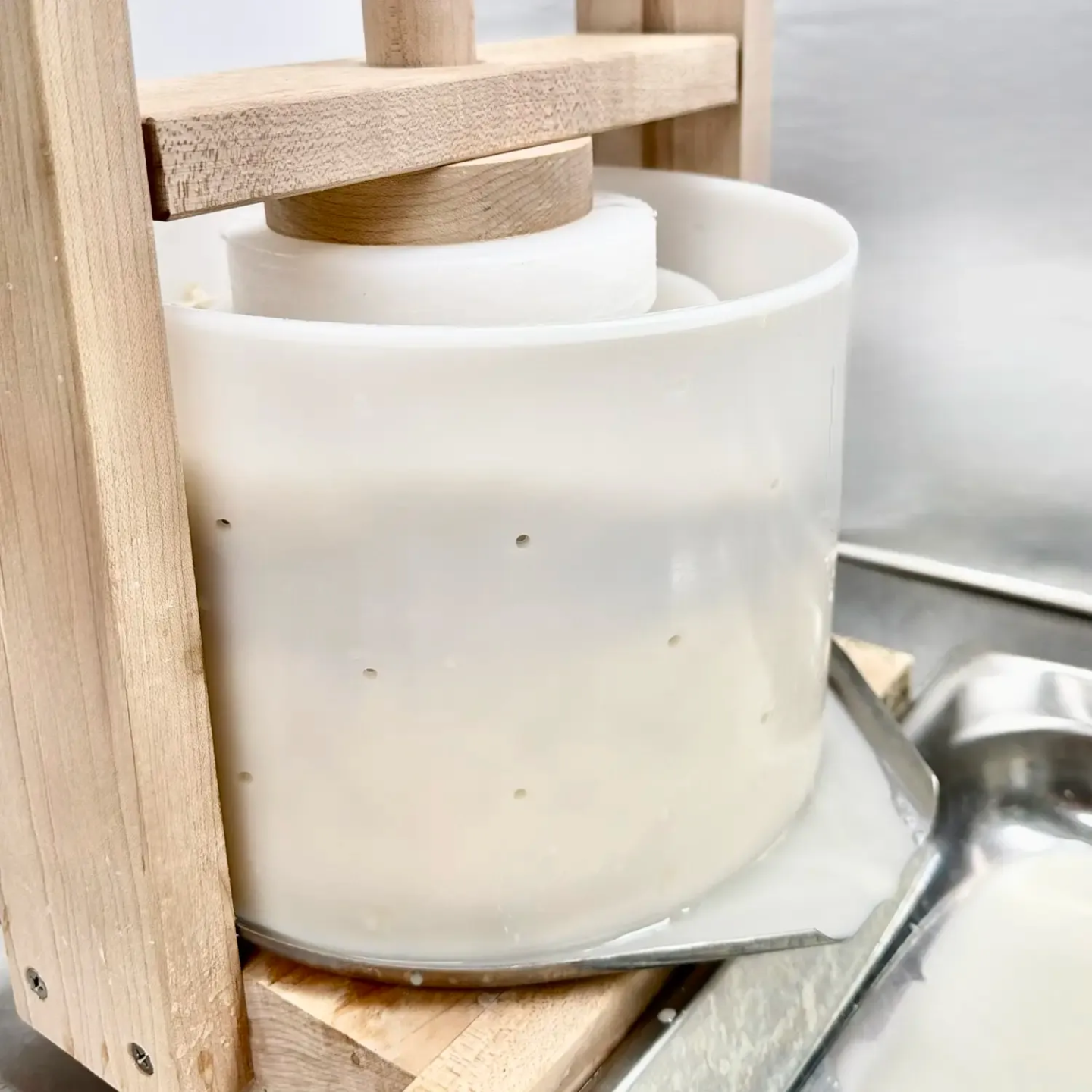 Cheese press with fresh curds showing one way families can use extra Dexter cow milk