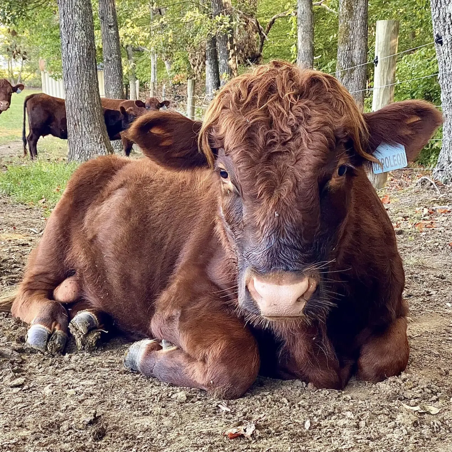 Dexter bull lying in pasture, example of calm temperament emphasized at Mountain Heritage Farm
