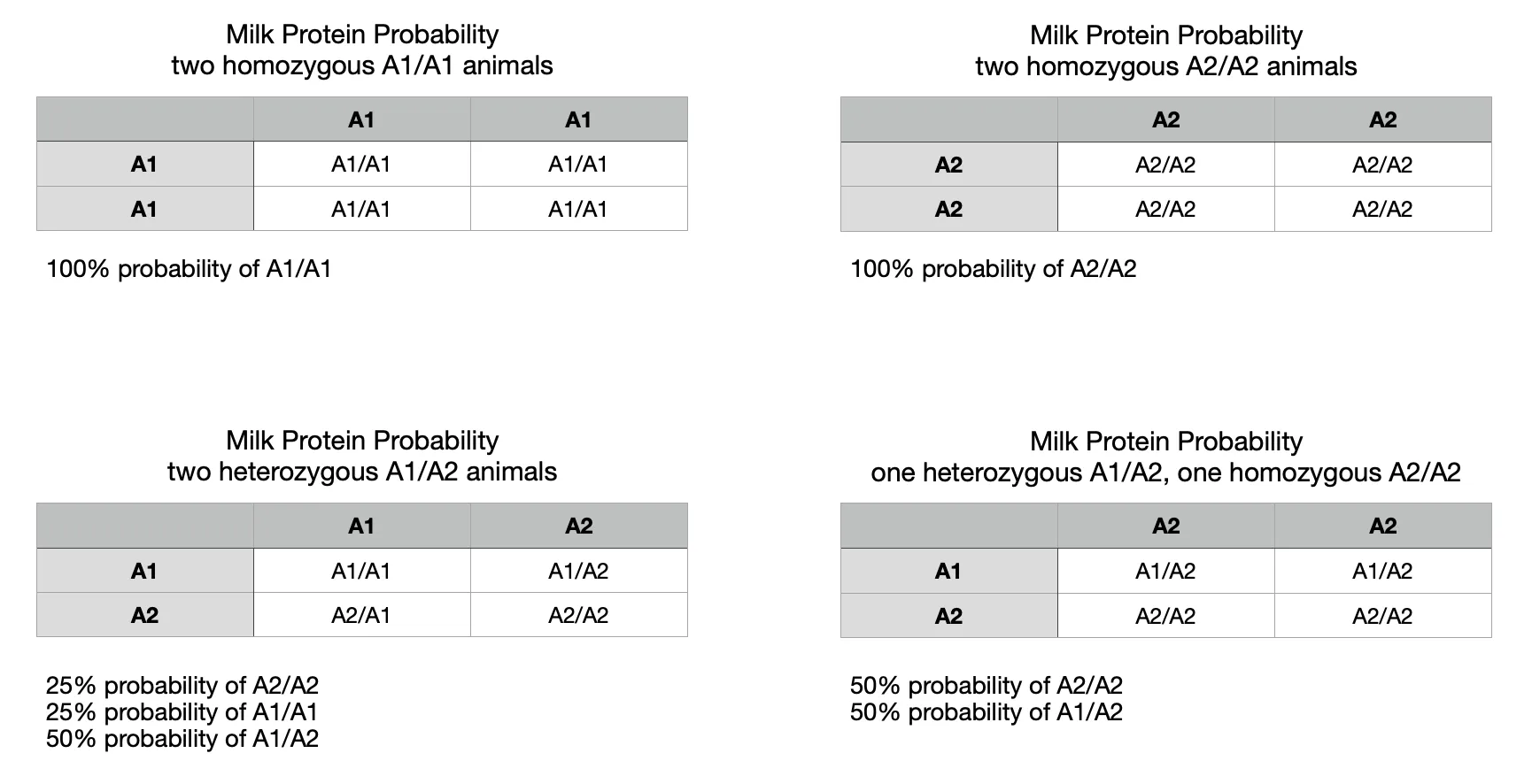 Punnett square chart showing A1 and A2 milk protein inheritance in Dexter cattle — probabilities for A1/A1, A1/A2, and A2/A2 calves.