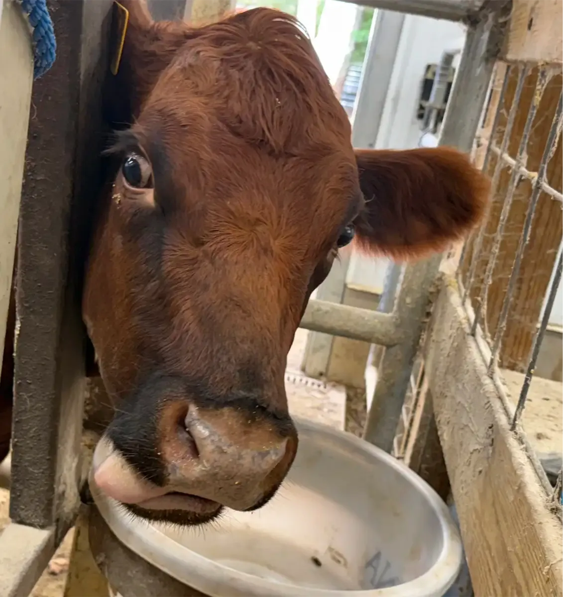 Red Dexter heifer standing calmly in a stanchion, enjoying her feed during training.