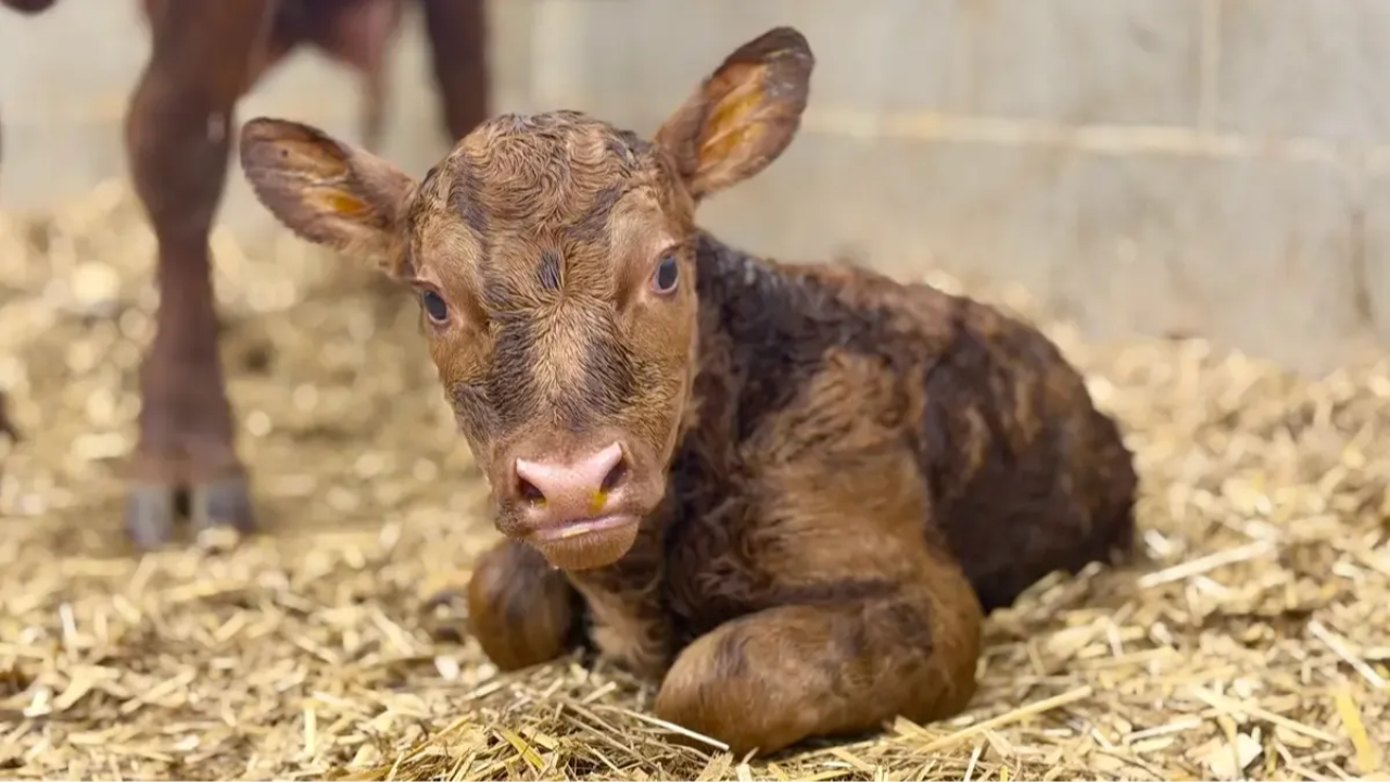 Belle Fourche Tilly, newborn Dexter calf.
