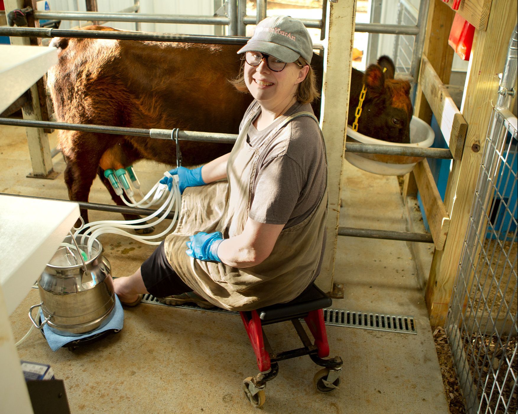 Dexter cow calmly milked in a stanchion at Mountain Heritage Farm, showing the results of patient training and gentle handling.