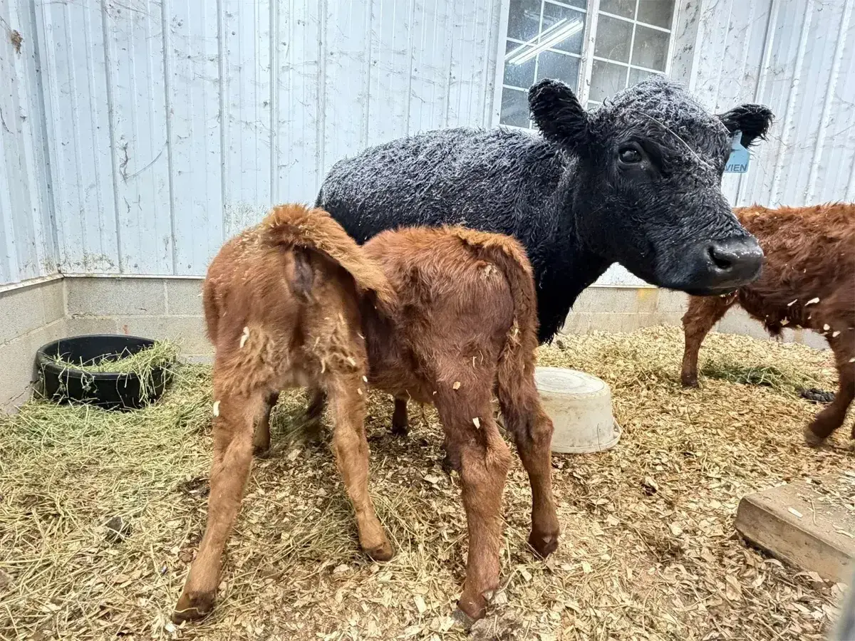 Dexter nurse cow Vivien with foster calves at Mountain Heritage Farm.