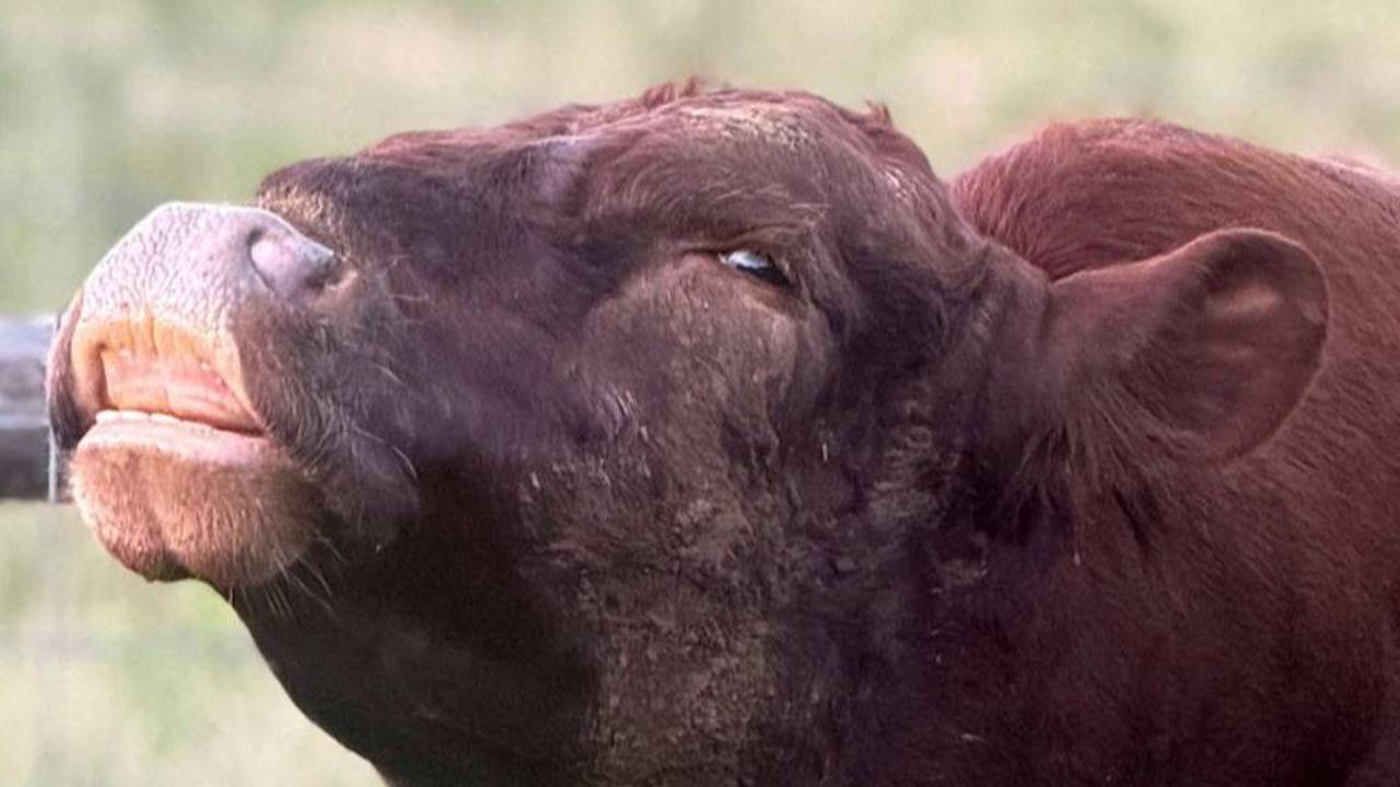 Close-up of red Dexter bull Marvel raising his head and curling his upper lip during the flehmen response.
