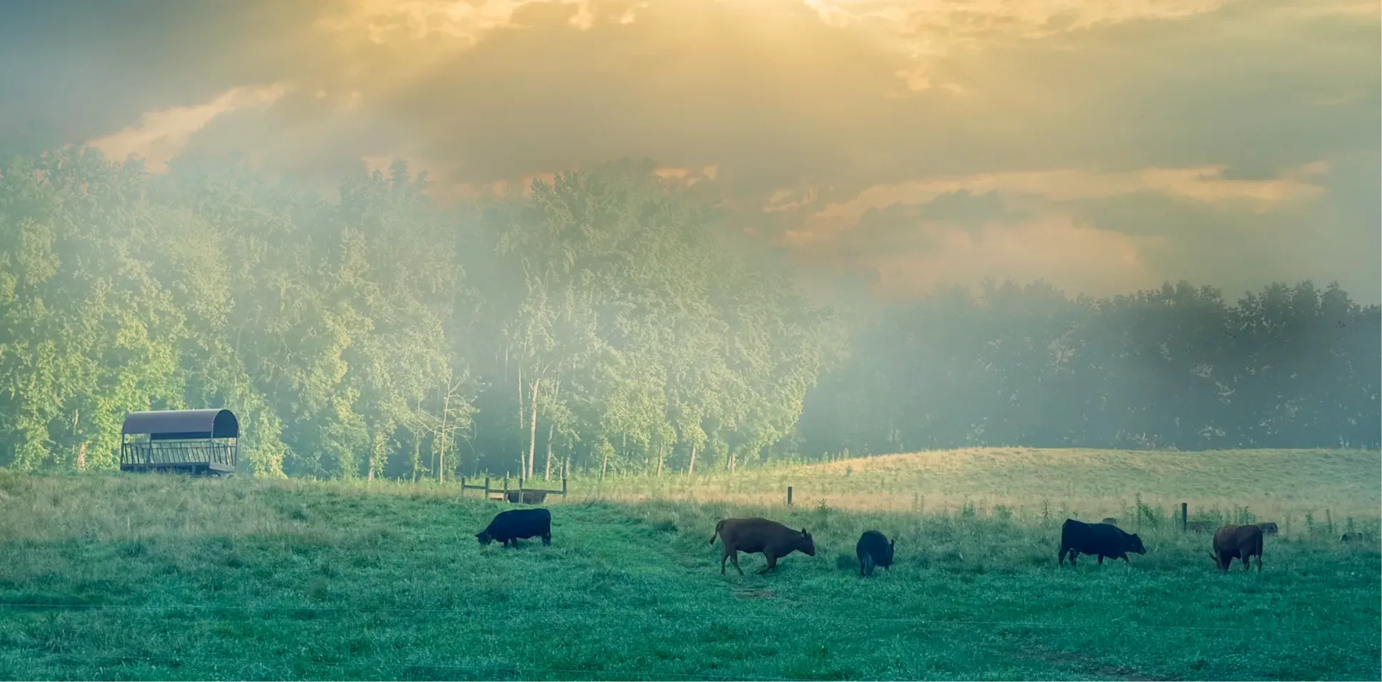Polled Dexter cattle from Mountain Heritage Farm grazing in a foggy spring pasture with trees and a feed shelter in the background.