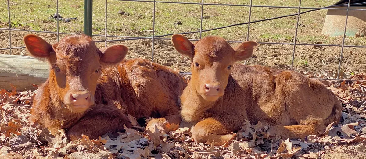 Two red Dexter calves lying quietly in the shade at Mountain Heritage Farm, showing healthy body condition and calm temperament in a clean, dry paddock.
