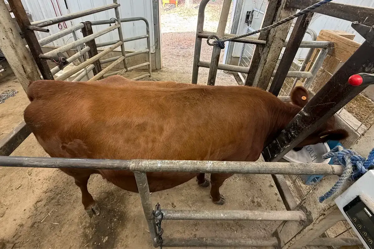 Red Dexter heifer standing in the stanchion with her head through the headcatch, calmly eating from the feed pan during training.