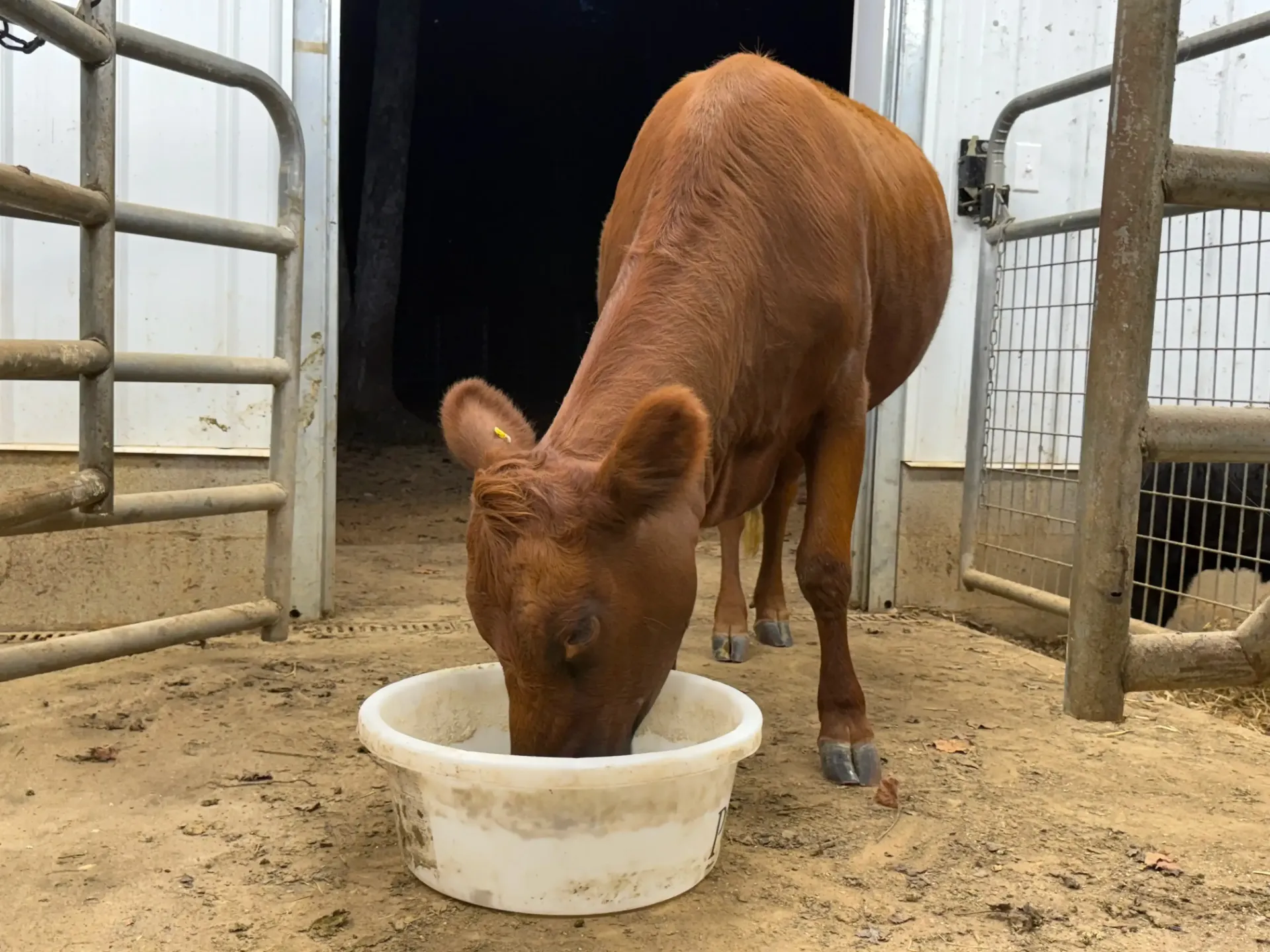 Red Dexter heifer on her first barn training session, calmly eating from a feed pan just inside the barn doorway.