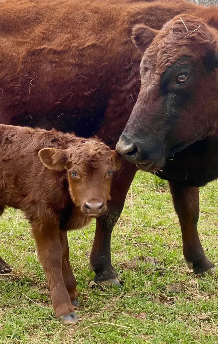 Red Dexter cow Eloise standing protectively over her bull calf Gilbert at Mountain Heritage Farm, illustrating calm dam-raising and early boundary training.