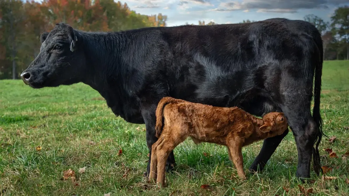 Black Dexter cow nursing her red newborn calf in a grassy pasture at Mountain Heritage Farm, illustrating the natural low-neck nursing posture that engages the esophageal groove reflex.