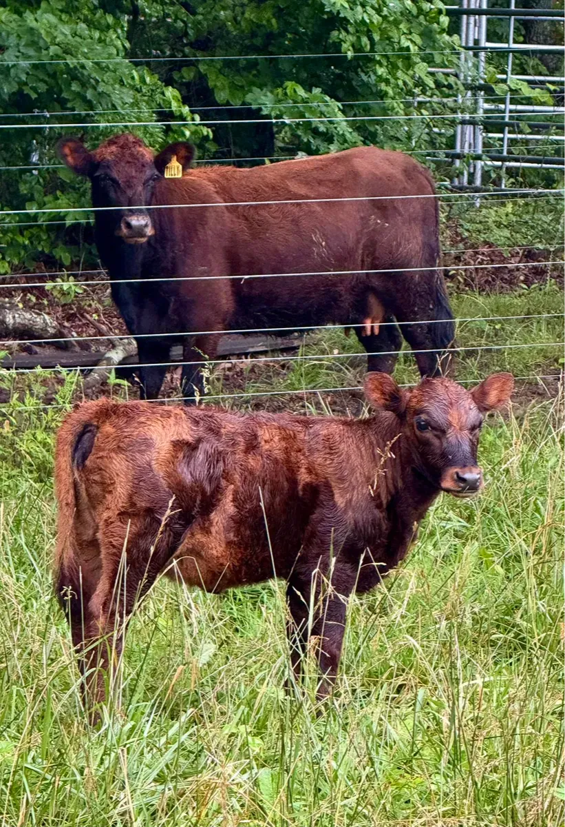 Dexter cow Tilly, a hetero-polled Dexter and top milker at Mountain Heritage Farm, standing with her hetero-polled calf in a grassy pasture.