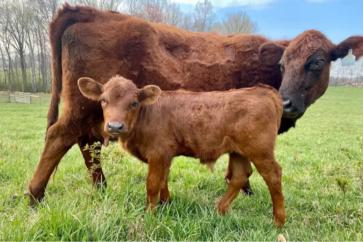 Cow at Mountain Heritage Farm standing with her Dexter calf in the spring pasture.