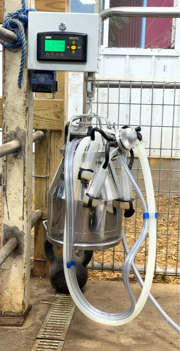 Stainless steel milk bucket hanging on the digital scale during milking at Mountain Heritage Farm — every milking is weighed and recorded.