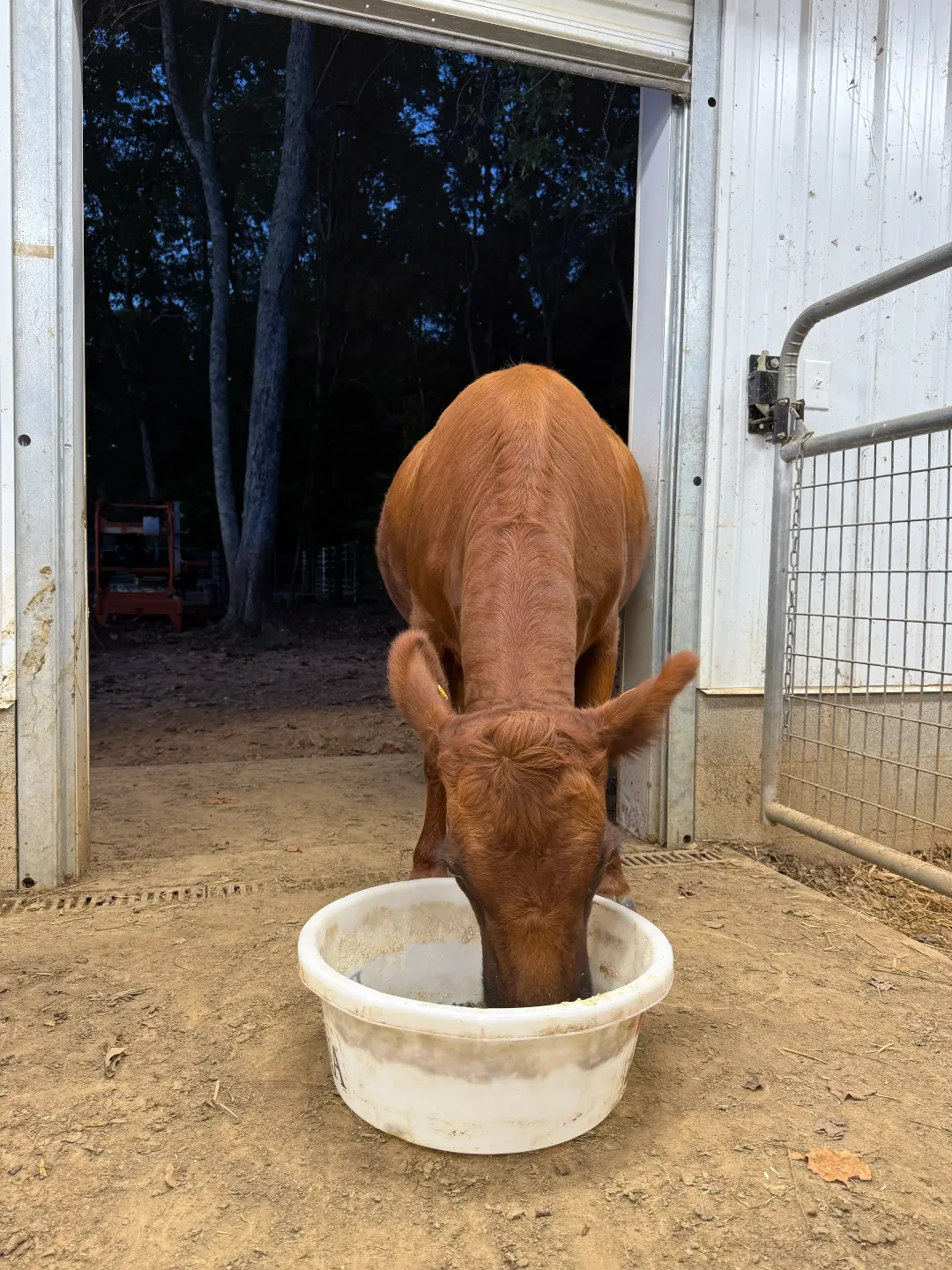 Red Dexter heifer standing in the barn doorway, calmly eating from a feed pan during her first barn training session.