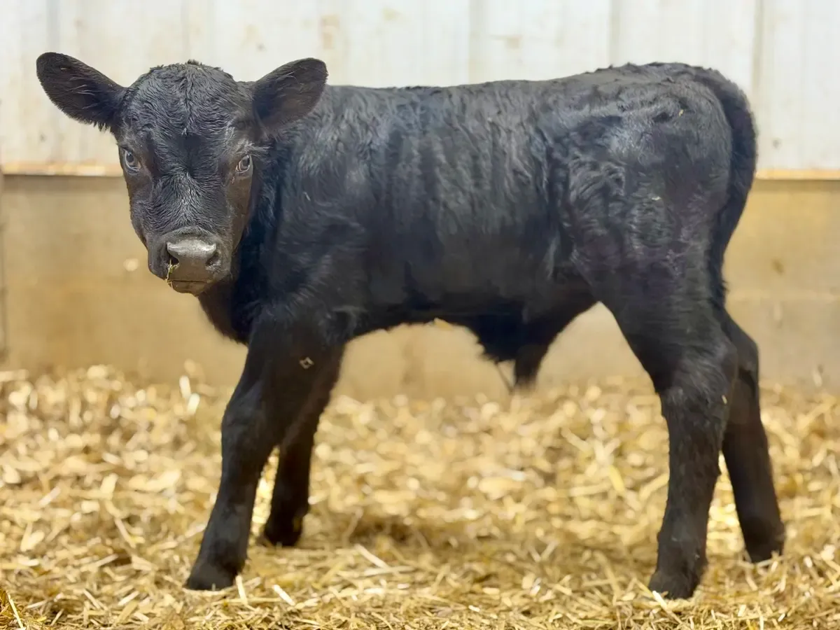Phil as a calf, Fall 2025