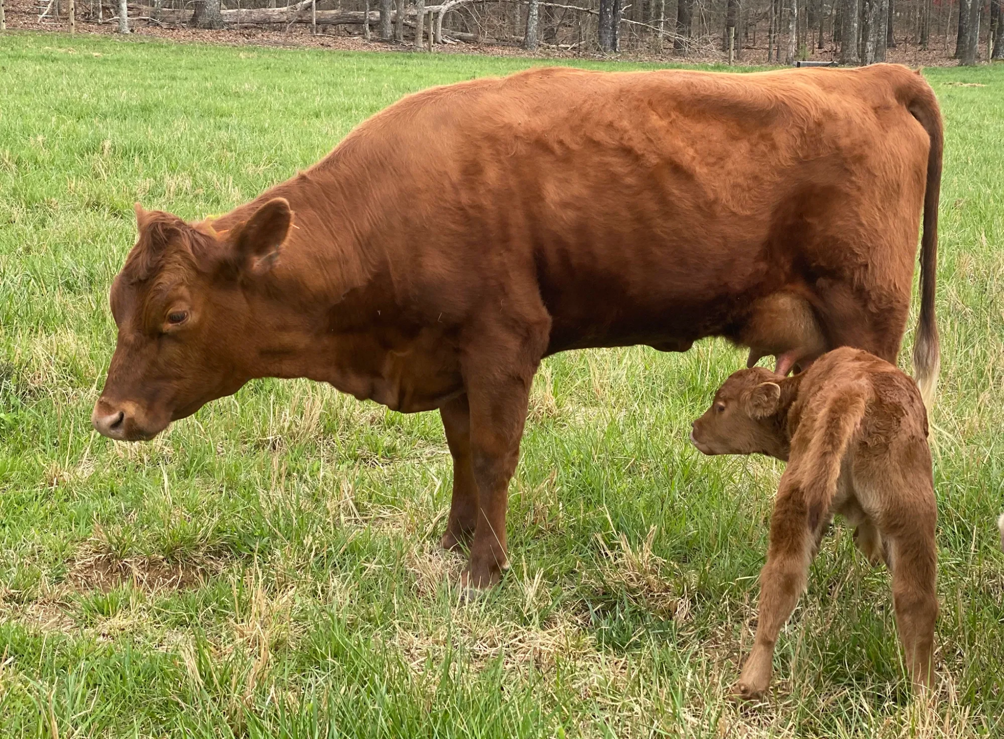 Same Dexter cow at day 17 of lactation nursing calf, visible weight loss during early heavy milk production
