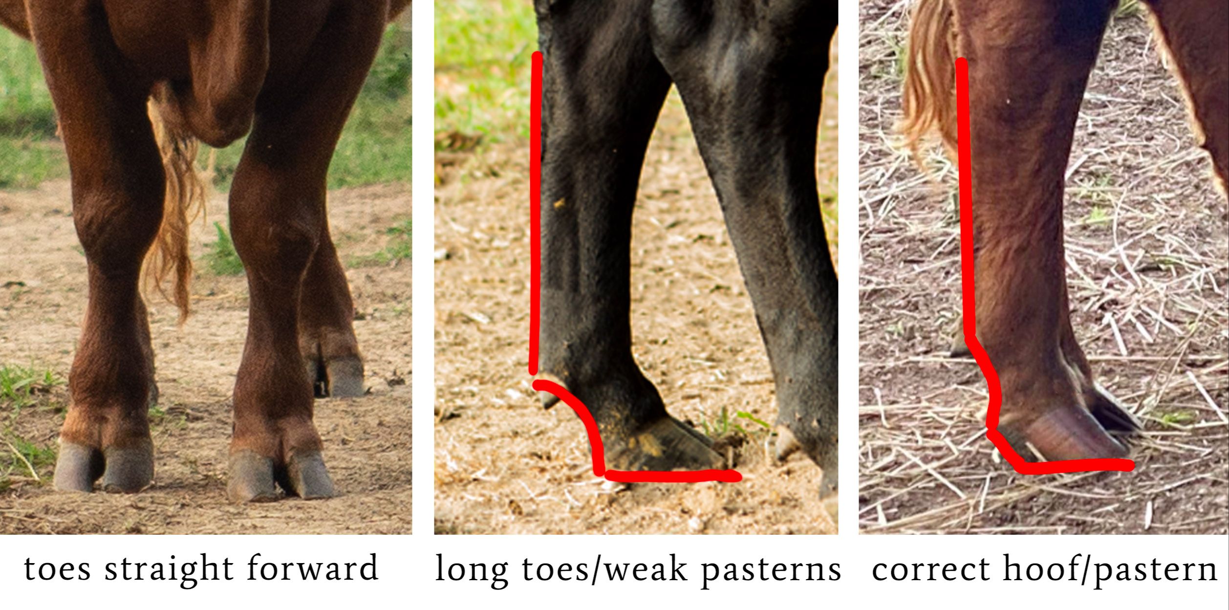 Comparison of Dexter cow feet showing straight toes, faulty long toes with weak pasterns, and correct hoof pastern angle