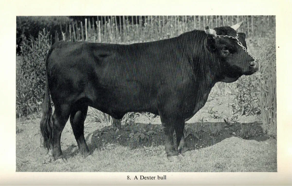 Historic photograph of a Dexter bull from E. R. Thrower’s book The Dexter Cow.