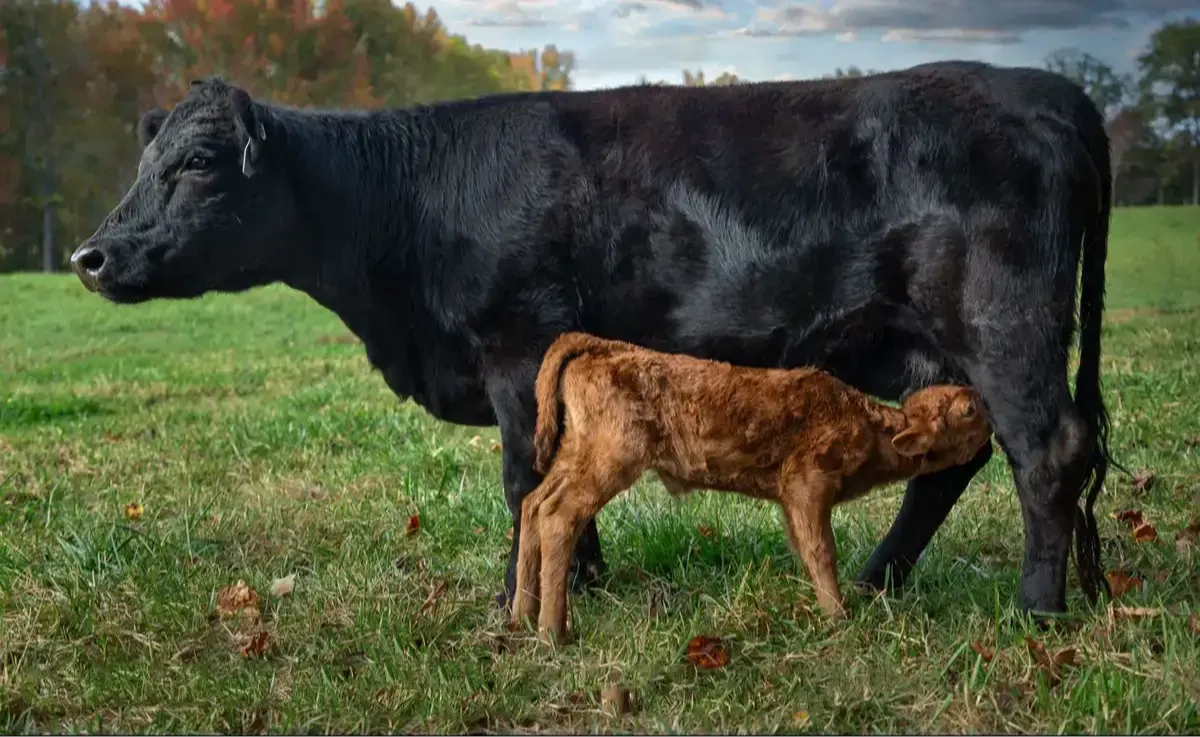 Dexter cow nursing her calf on pasture at Mountain Heritage Farm — the breed is often called the perfect family cow for its versatility, efficiency, and gentle nature.