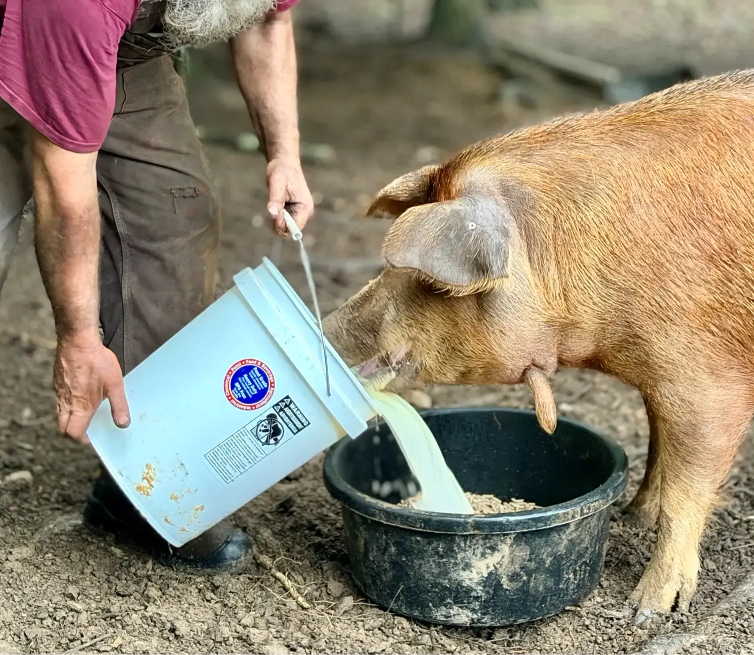 Pig drinking extra whey from Dexter cow milk processing at Mountain Heritage Farm