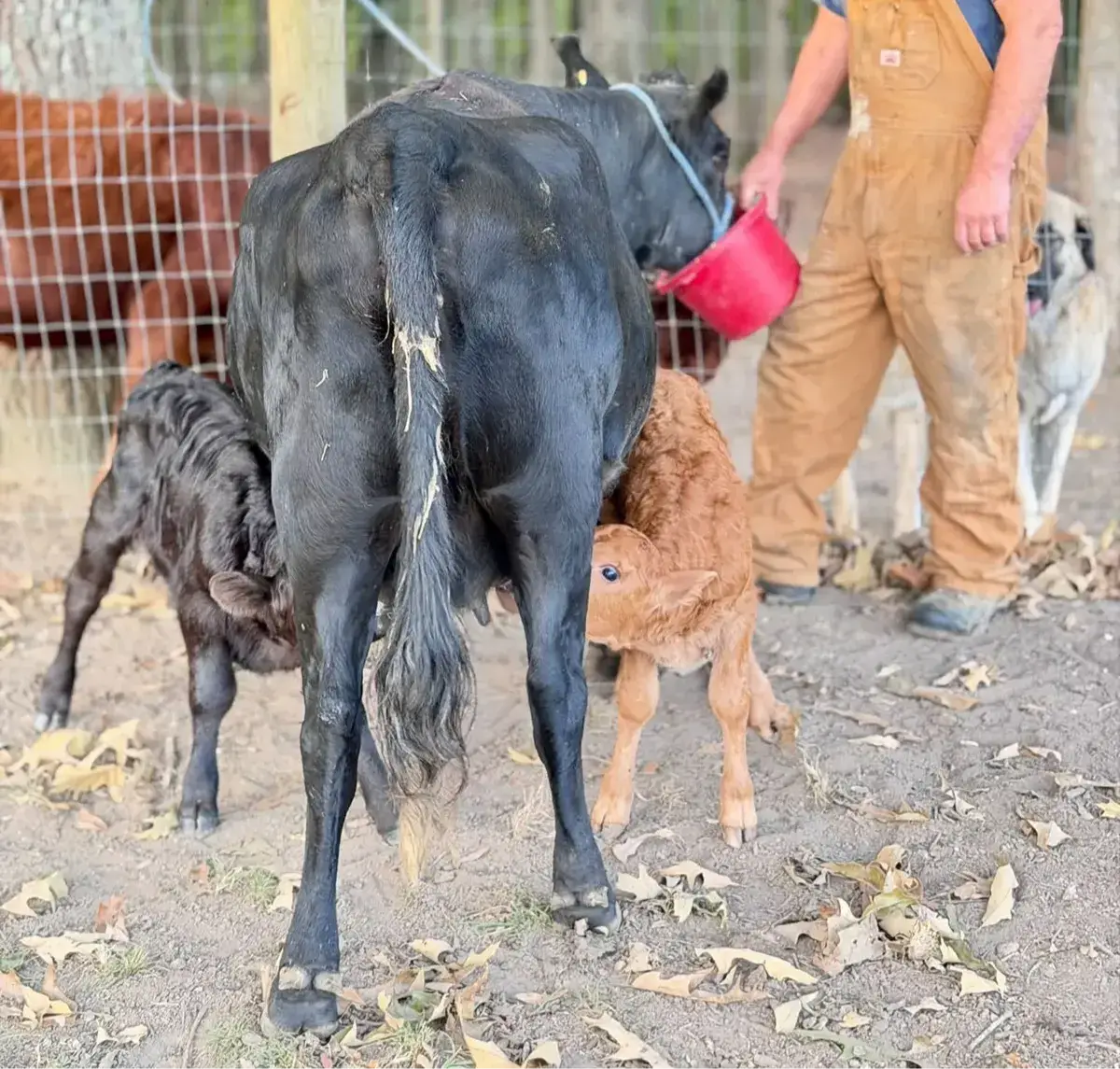Dexter calves London and Del during their transition from bottle feeding to a nurse cow at Mountain Heritage Farm.