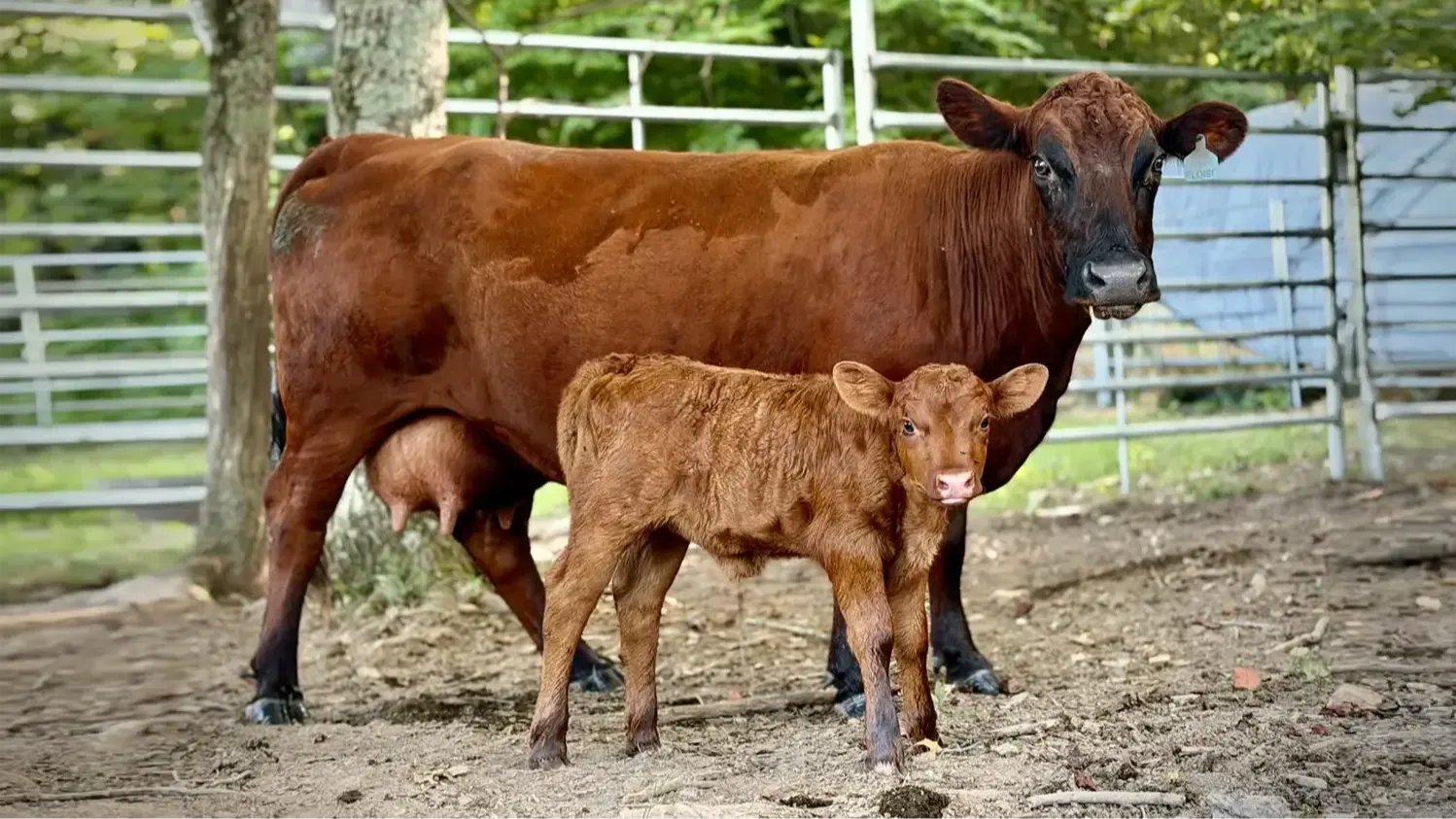 Eloise, a 17-year-old Dexter cow with a full udder, standing beside her newborn heifer calf Pippi.