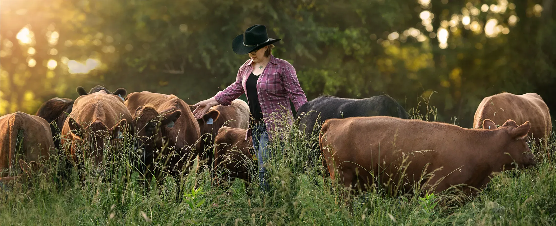 Dexter cattle herd grazing in Tennessee with farmer at Mountain Heritage Farm