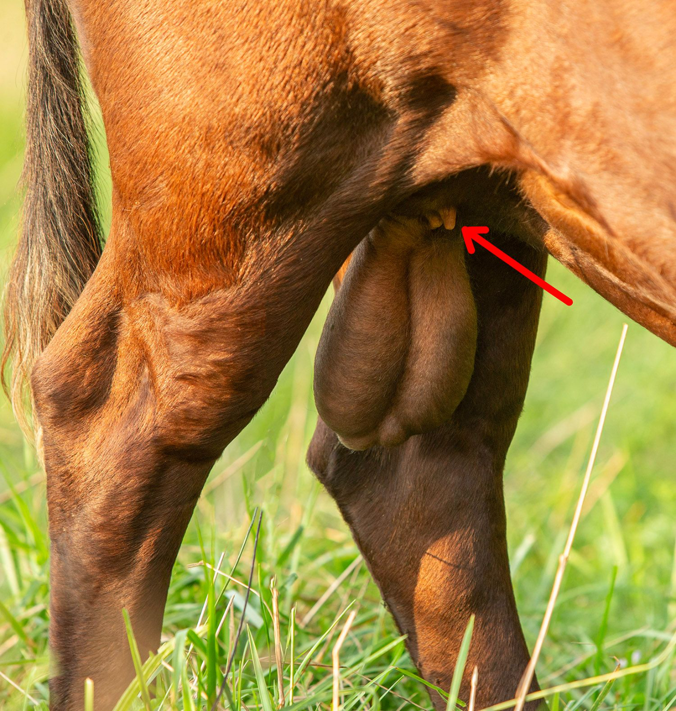 Dexter bull at Mountain Heritage Farm showing proper teat placement, an indicator of udder quality in daughters