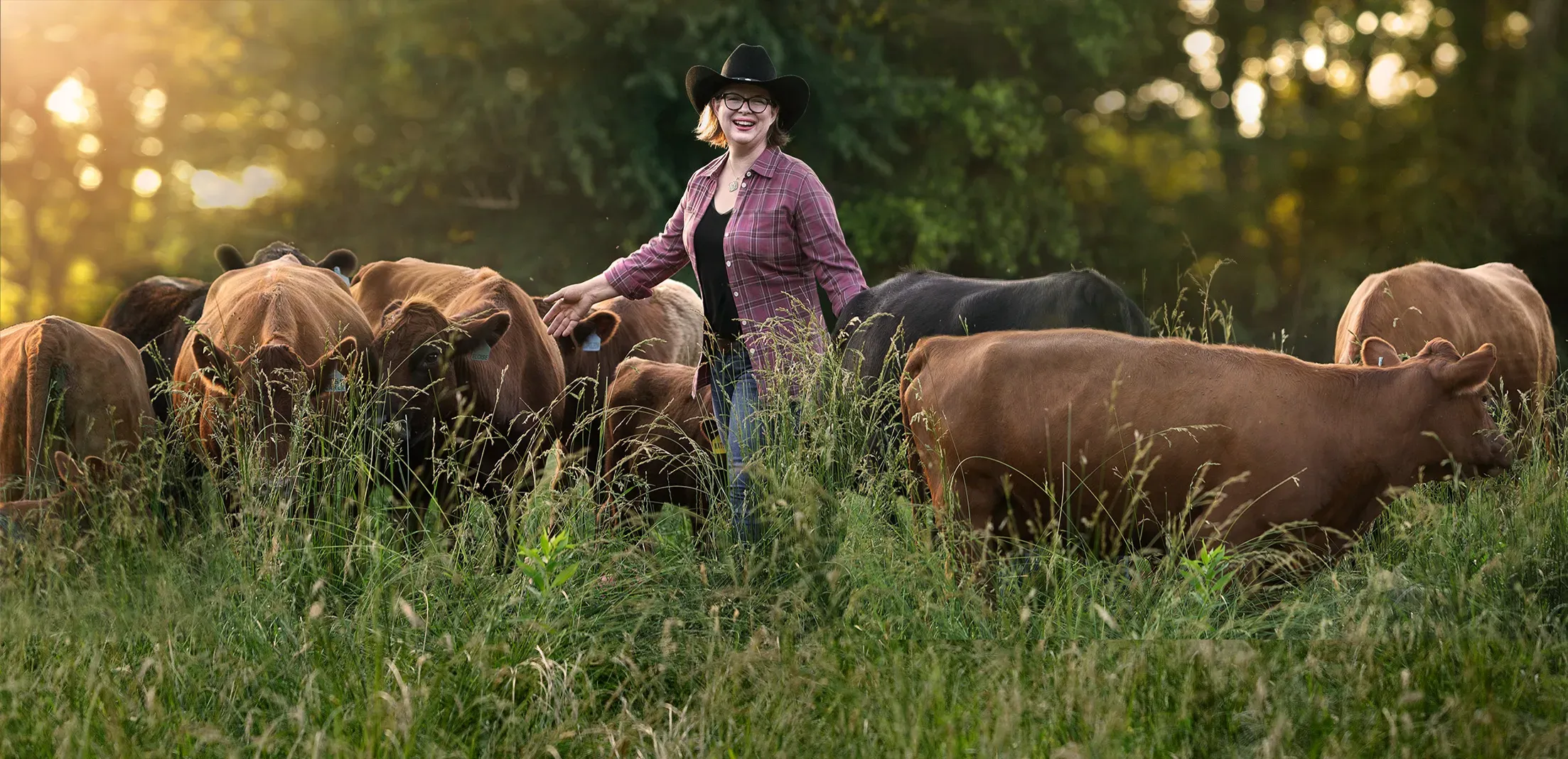 Mountain Heritage Farm Dexter cattle gathered on pasture