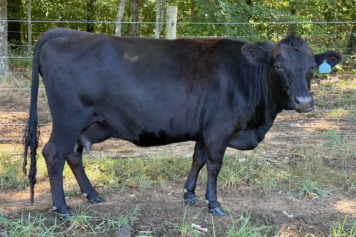 Dexter cow Sue at Mountain Heritage Farm — A1/A2 milk protein genetics and trained family milker.