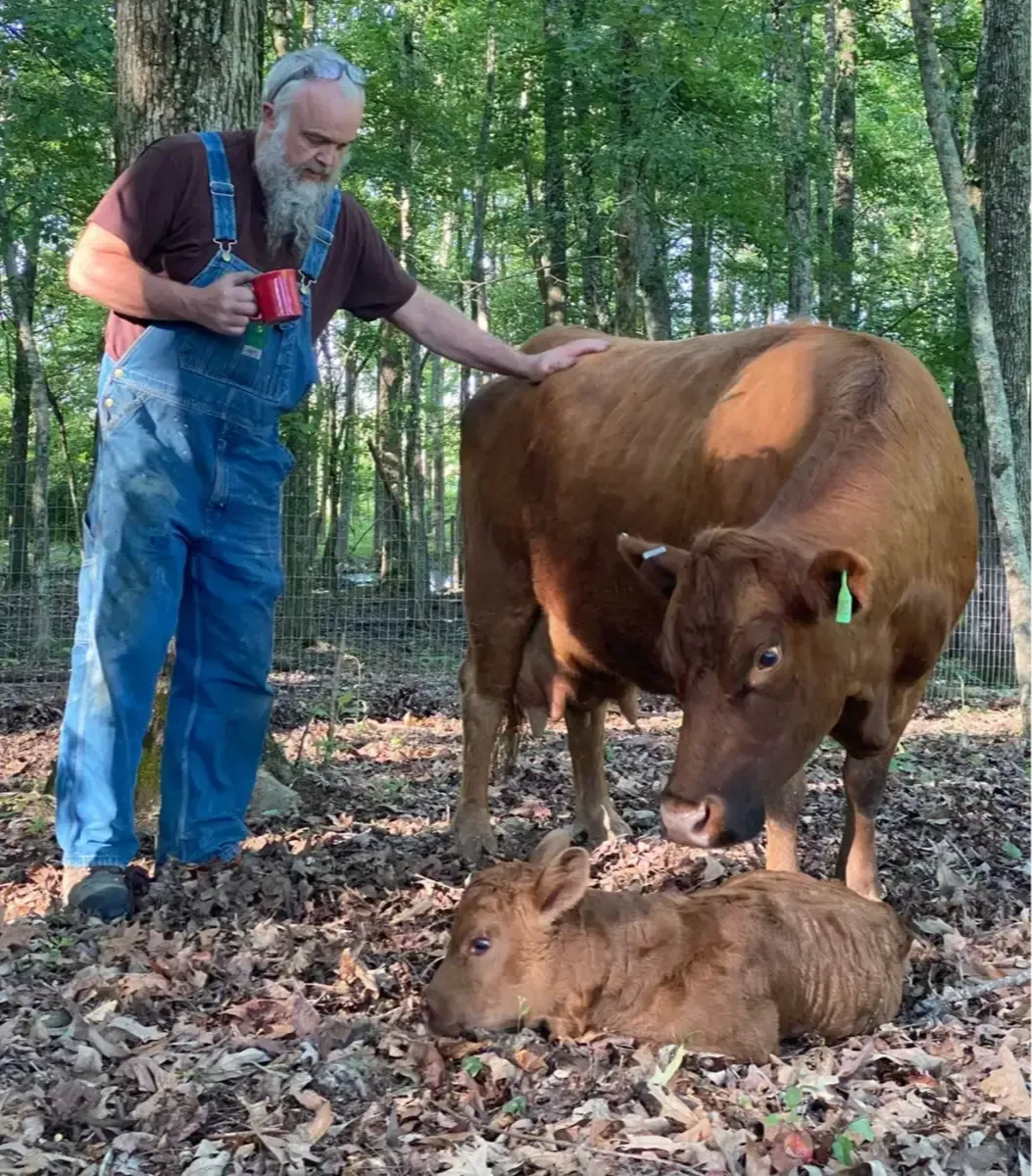 Farmer at Mountain Heritage Farm standing with a red Dexter cow and her newborn calf resting in woodland pasture.