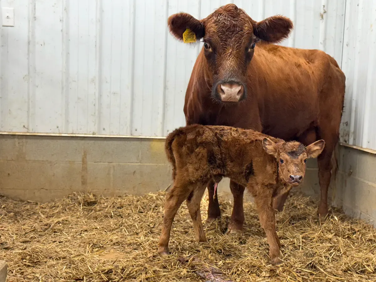 Red Dexter cow standing protectively over her newborn calf inside the barn during first milking days.