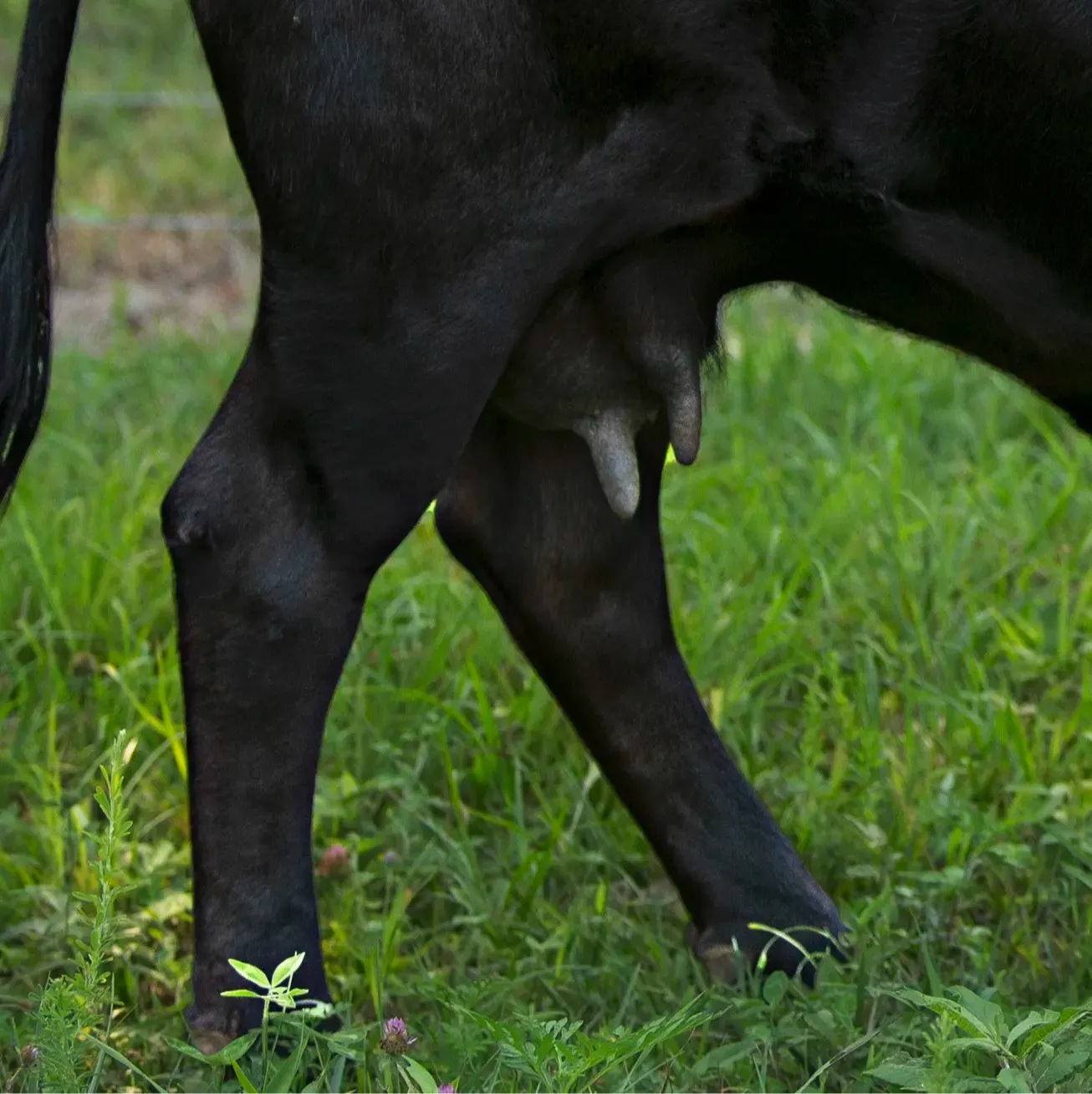 Side view of a Dexter dairy cow showing weak udder attachment and low-hanging udder, example of poor udder structure affecting milking longevity.
