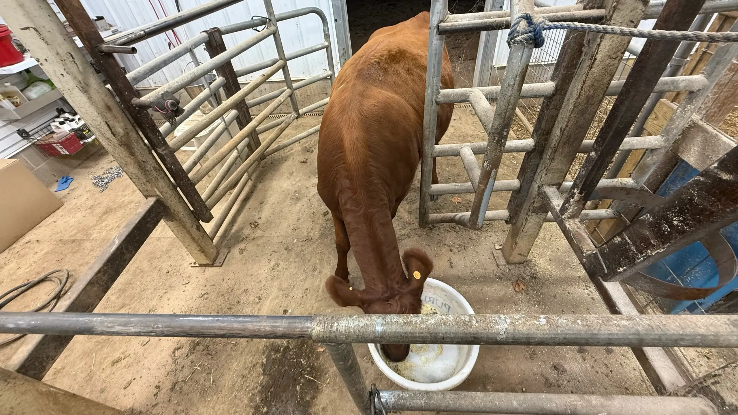 Red Dexter heifer eating from a feed pan with her head positioned in the stanchion opening during training.
