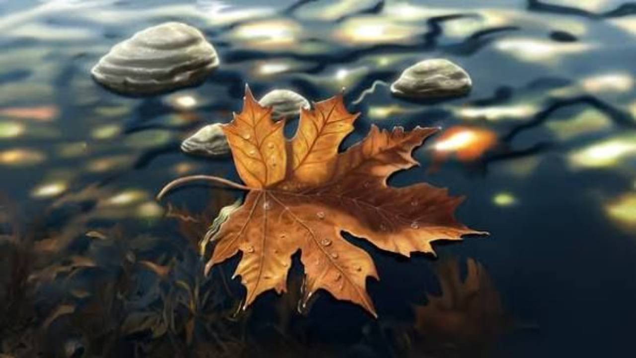 Fall maple leaf floating on the water