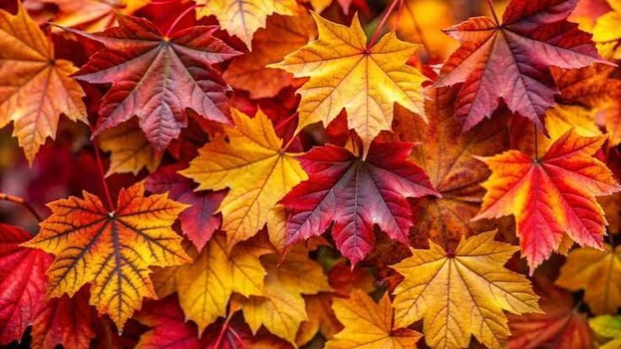Fall sports balls surrounded by autumn leaves, marking the start of fall at Elizabethton Chiropractic
