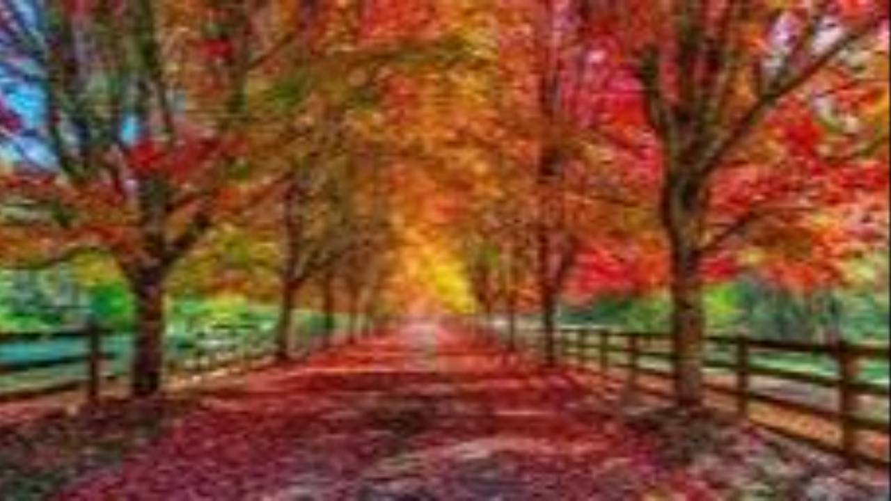Fall trees in red and orange along a country road
