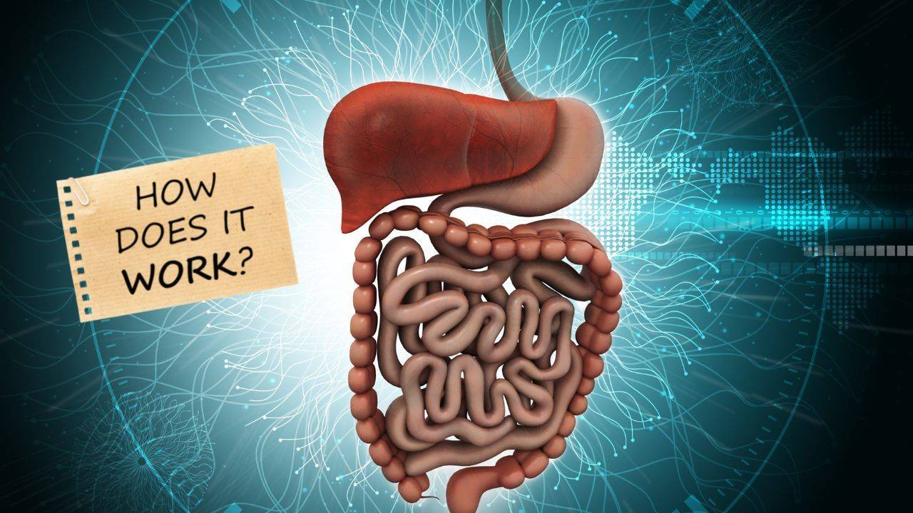 How your Digestive System Works and How you can Improve it