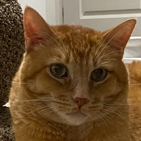 Headshot of Grandpaw (One of Dr' Bruces's patients)