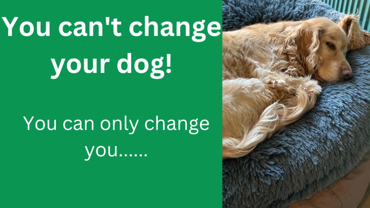 You can't change your dog, but you can change you!
