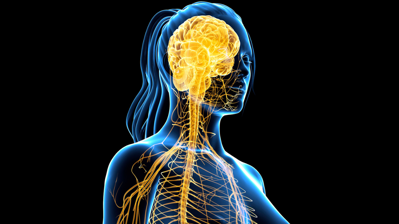 A translucent blue anatomical illustration of a woman's upper body with the brain and nervous system highlighted in glowing gold.