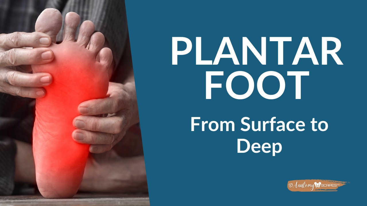 The Plantar Foot