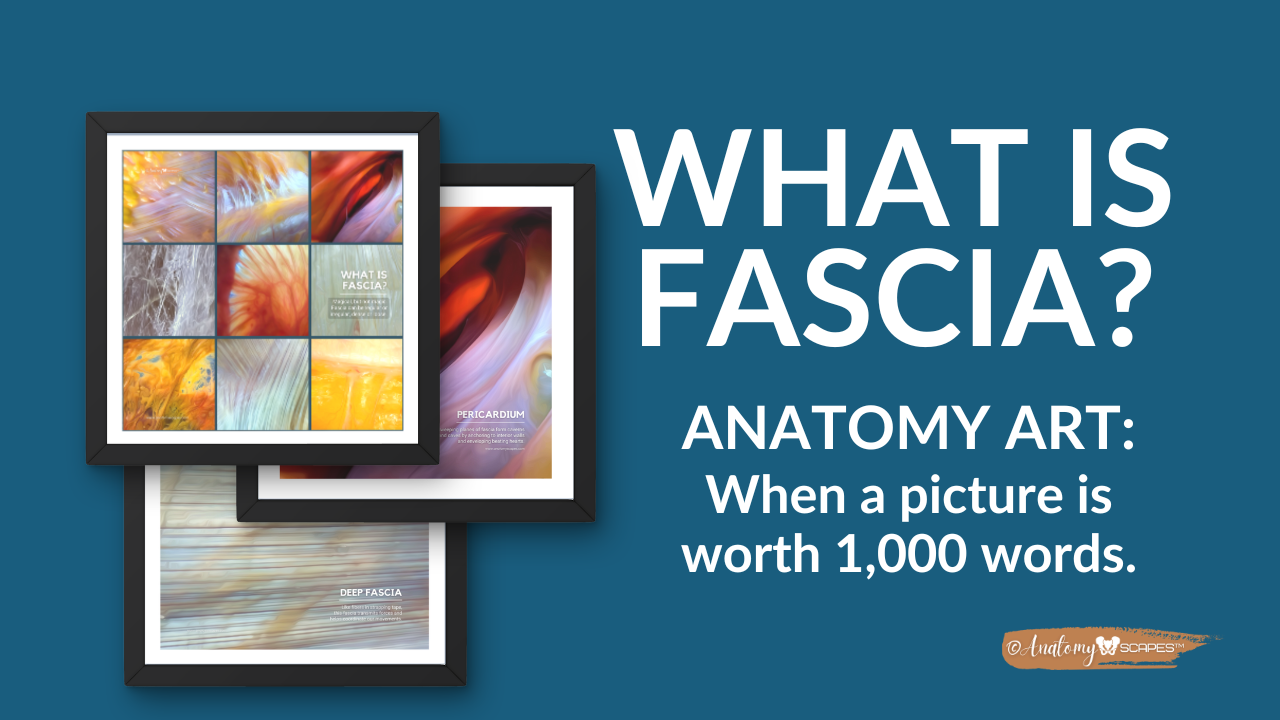 fascia anatomy art store