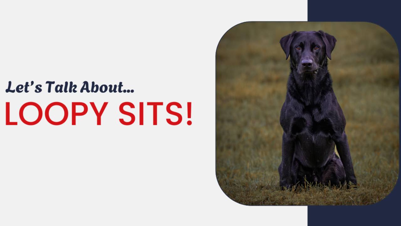 Let's Talk About Loopy Sits